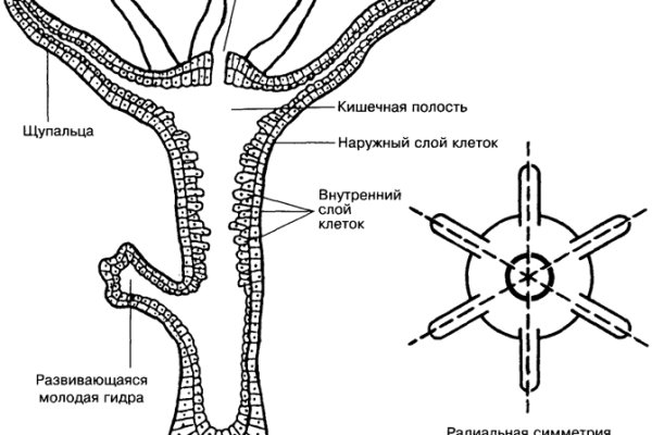 Как положить деньги на кракен