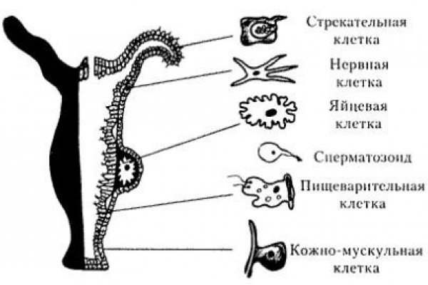 Как пополнить баланс на кракене